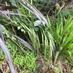 Bromus laevipes