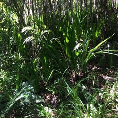 Bromus laevipes