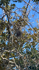 Tillandsia recurvata