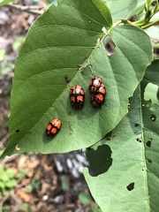 Ogdoecosta biannularis