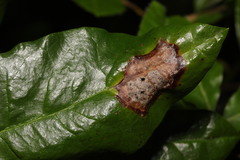 Chuppomyces handelii