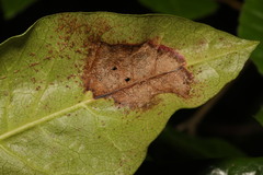 Chuppomyces handelii