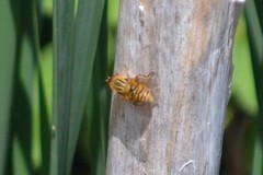 Parhelophilus laetus
