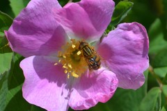 Parhelophilus laetus