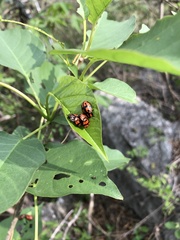 Ogdoecosta biannularis