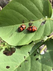 Ogdoecosta biannularis