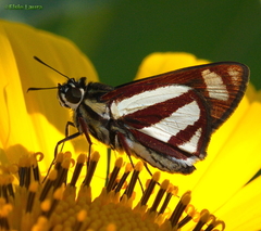 Propertius propertius