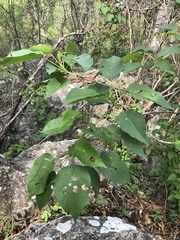 Ogdoecosta biannularis