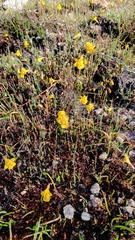 Erythranthe primuloides