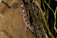 Hemidactylus fasciatus image