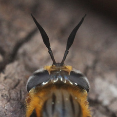 Callicera erratica