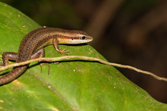 Trachylepis affinis