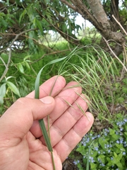 Bromus tectorum