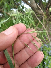 Bromus tectorum