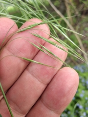 Bromus tectorum