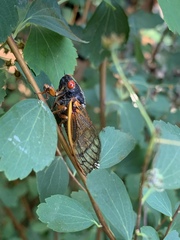 Magicicada septendecula