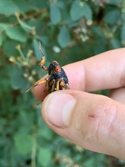 Magicicada septendecula