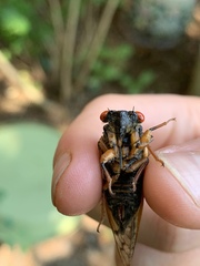Magicicada septendecula