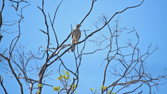 Rupornis magnirostris