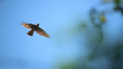 Rupornis magnirostris