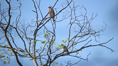 Rupornis magnirostris