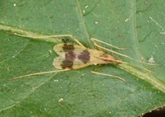 Erioptera venusta