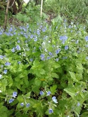 Veronica chamaedrys