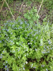 Veronica chamaedrys