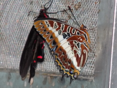 Charaxes brutus