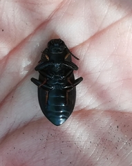 Coelometopus clypeatus