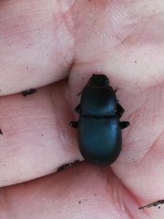 Coelometopus clypeatus