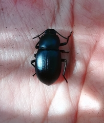 Coelometopus clypeatus