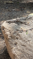 Sceloporus occidentalis