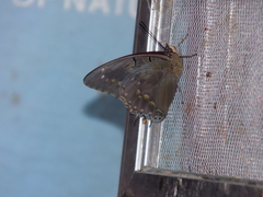 Charaxes cithaeron