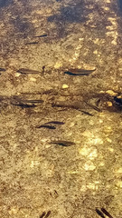 Poecilia latipinna