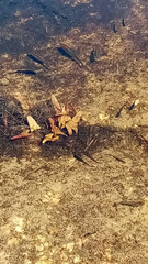 Poecilia latipinna