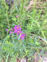 Lythrum californicum
