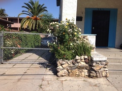 Elgaria multicarinata