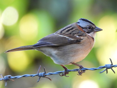 Zonotrichia capensis