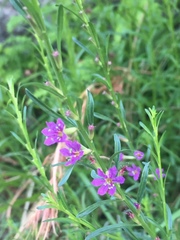 Lythrum californicum