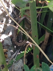 Elgaria multicarinata