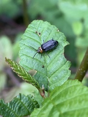 Tricholochmaea punctipennis