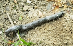 Catocala amica-lineella