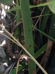 Elgaria multicarinata