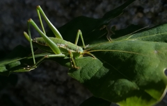 Odontura macphersoni