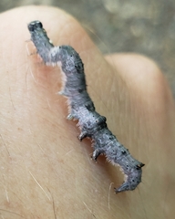 Catocala amica-lineella