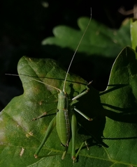 Odontura macphersoni