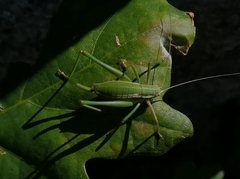 Odontura macphersoni