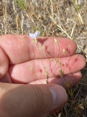 Leptosiphon liniflorus