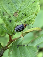 Tricholochmaea punctipennis